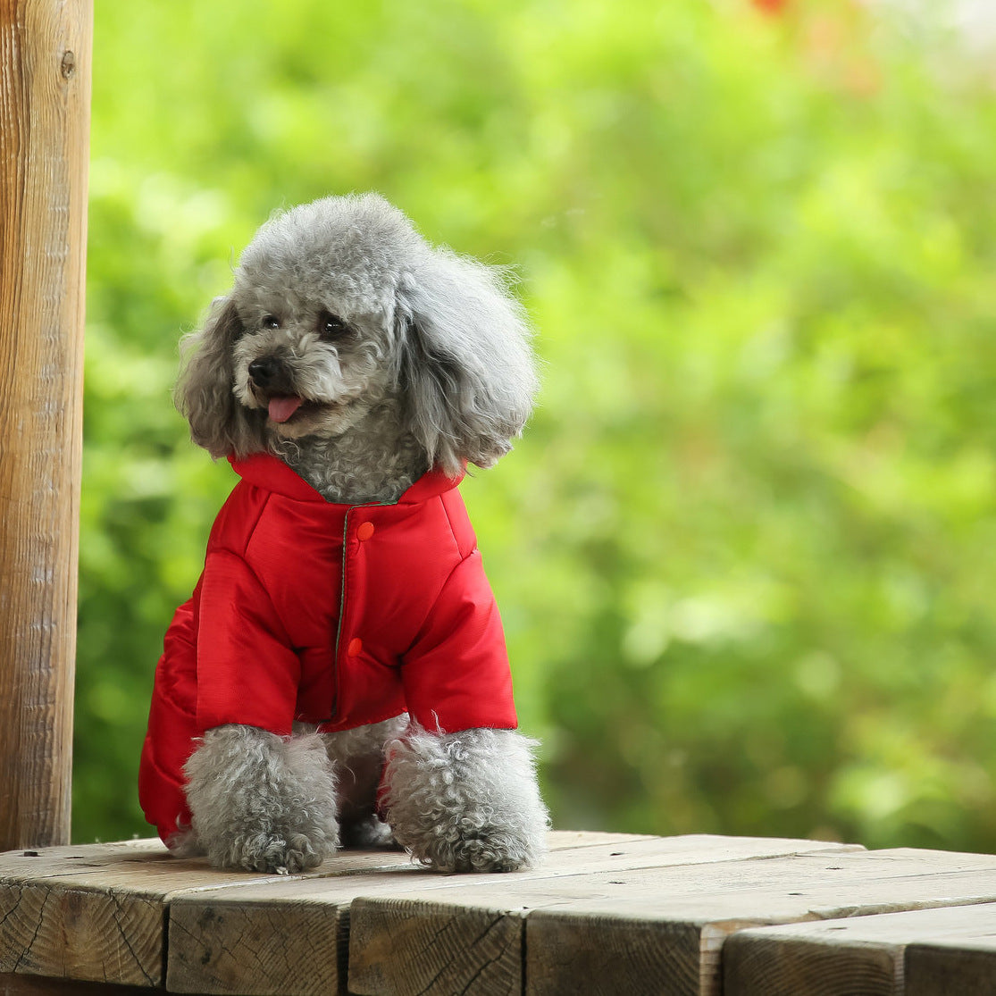 Teddy Jacket for Pomeranian, Bichon & Puppies